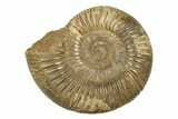 Polished Jurassic Ammonite (Perisphinctes) - Madagascar #270930-1
